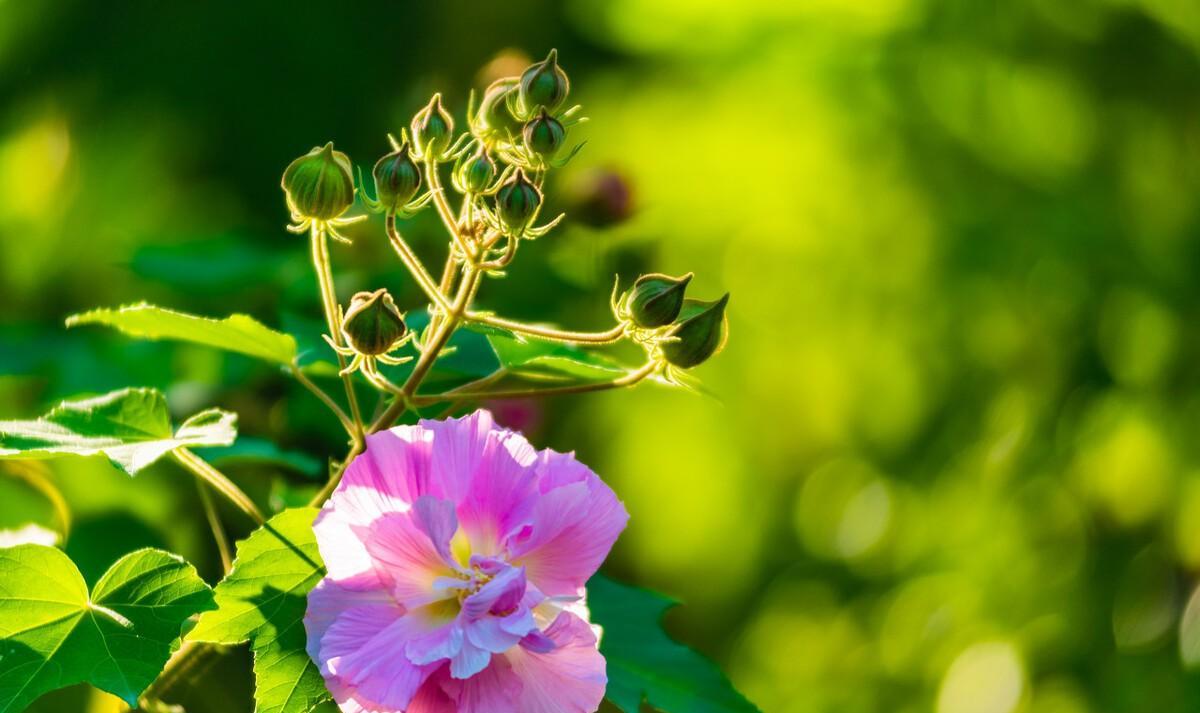 晚秋春色木芙蓉古诗五首：一枝枝似一团霞，春色入秋寒更鲜