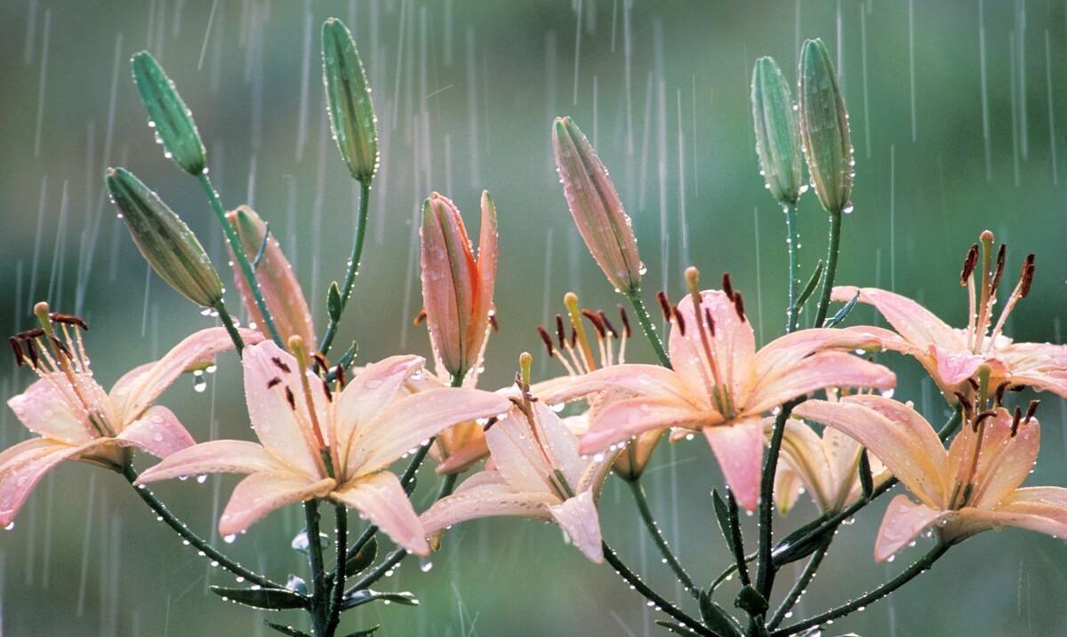 朋友圈下雨天的文案（下雨天朋友圈配文）