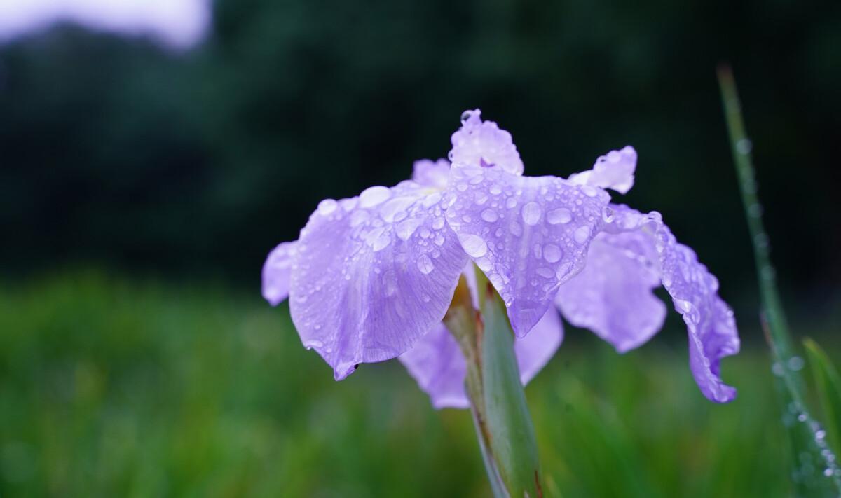 朋友圈下雨天的文案（下雨天朋友圈配文）