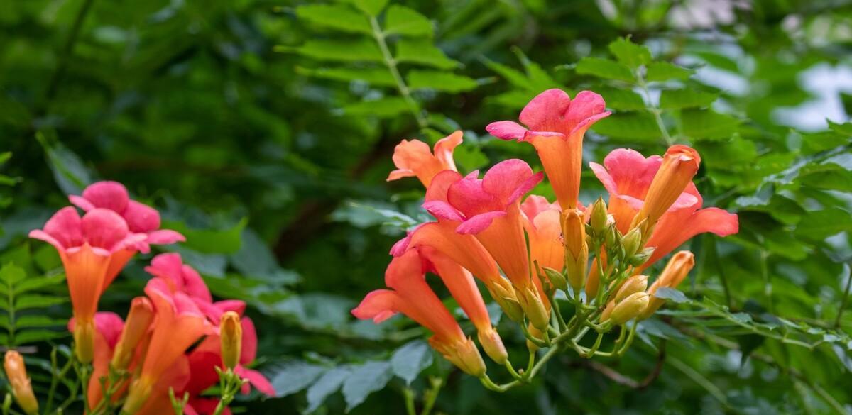 现代诗歌凌霄花（写凌霄花的现代诗）