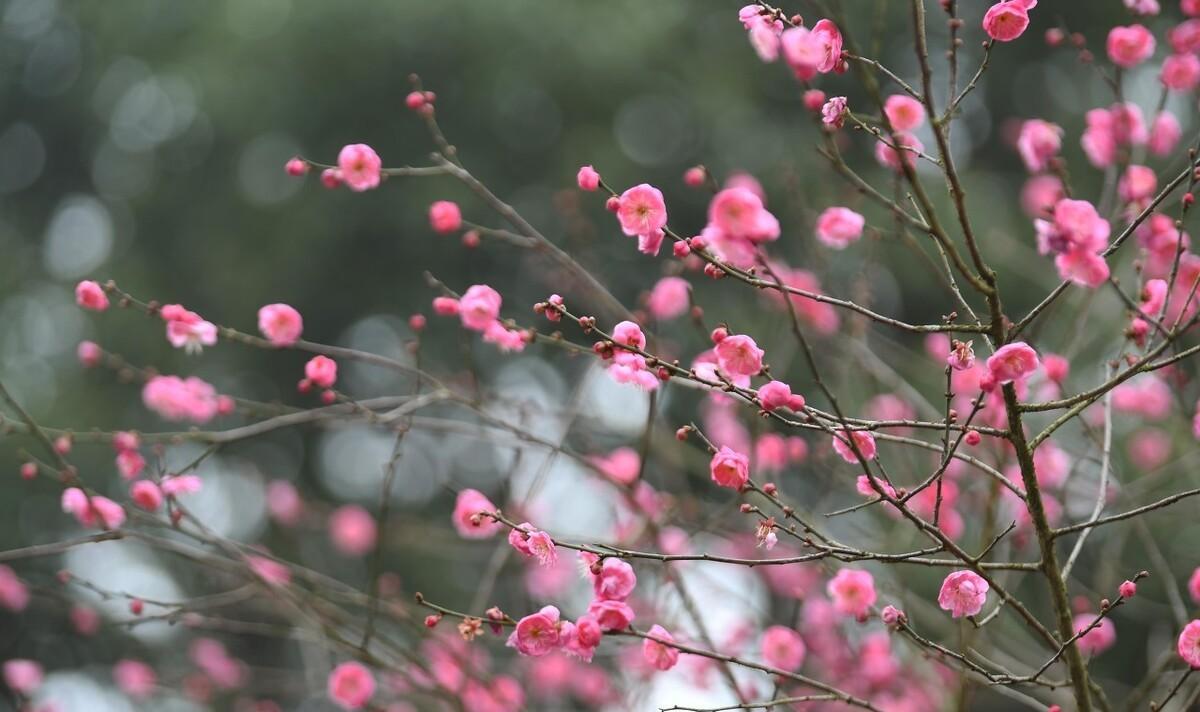 世说新语原文及注释及翻译（世说新语全文及译文）