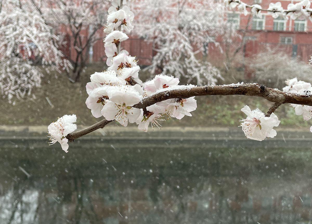 王冕的梅花诗有哪些（王冕的梅花古诗全文）