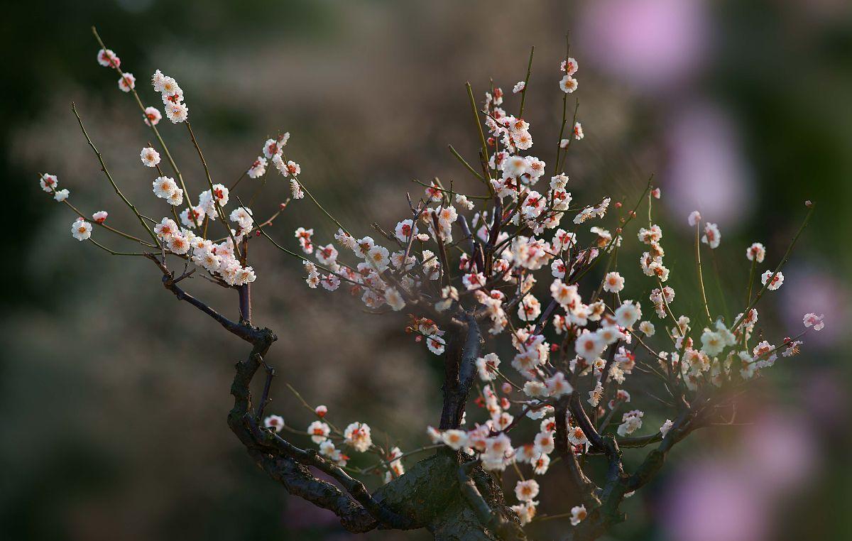 王冕的梅花诗有哪些（王冕的梅花古诗全文）