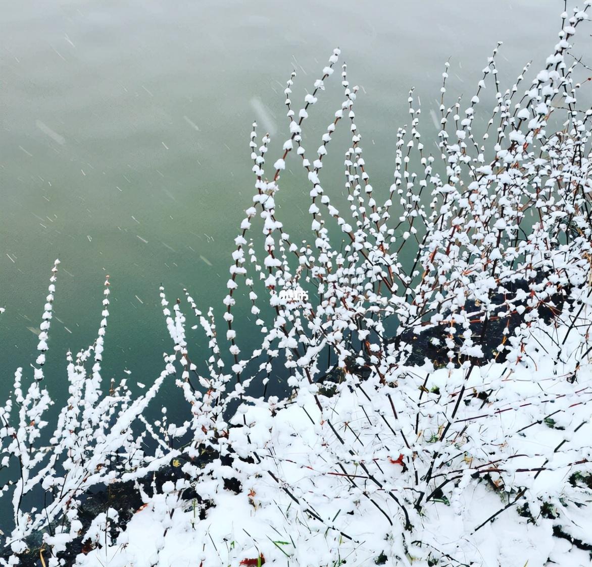 初雪的诗句有哪些（描写初雪的诗词）