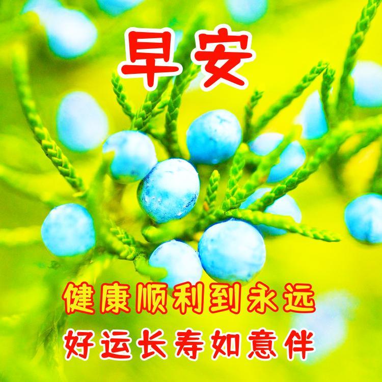 祝老人健康长寿的吉祥语（早上吉祥问候图片大全）