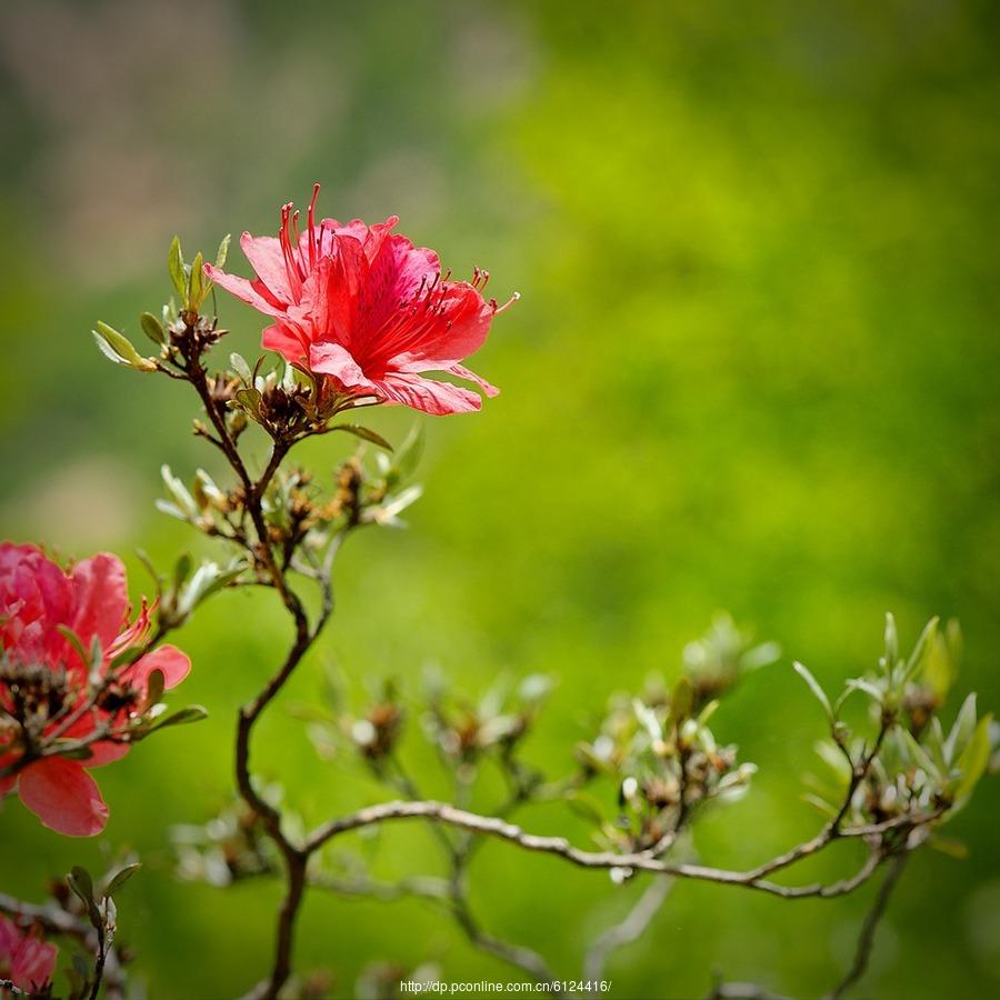 描写杜鹃花的诗词大全（赞美杜鹃花的诗词有哪些）