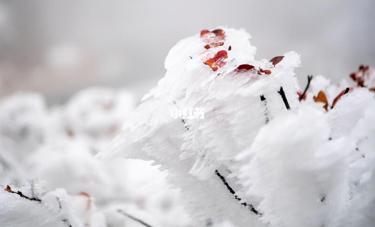 初雪的诗句有哪些（描写初雪的诗词）