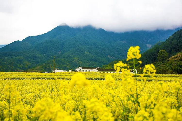 《七绝·油菜花》（关于油菜花的赞美现代七律诗）