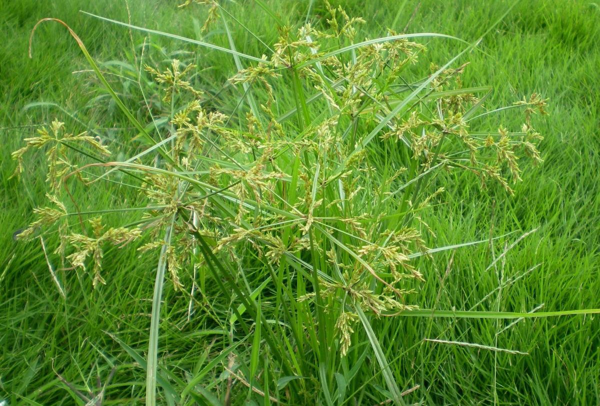 菖蒲在古代都有哪些别称