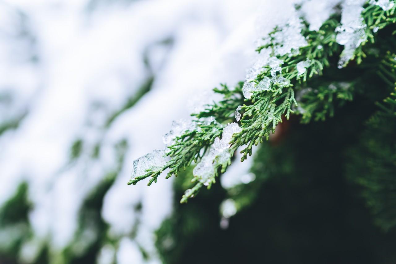 咏冬雪的诗句（咏雪诗词大全16首）