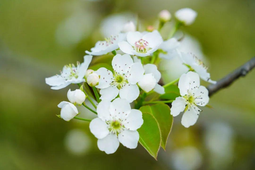 春花的诗词佳句（春花的诗句大全集）