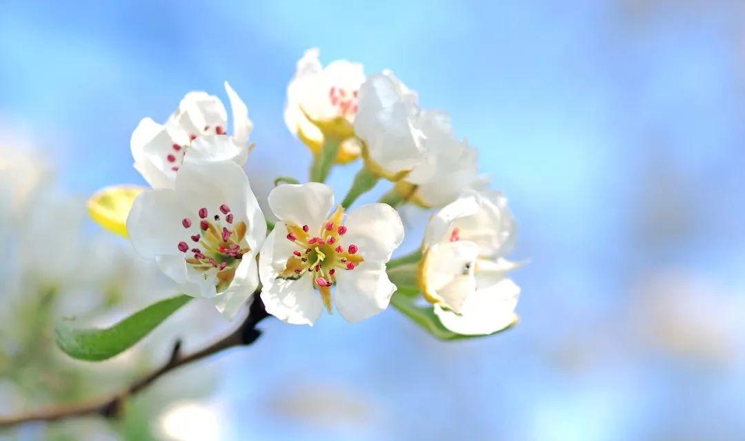 关于花字的飞花令有哪些（带花的飞花令50句）