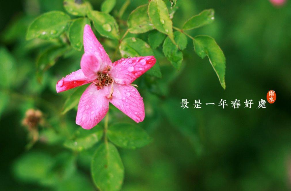 雨水时节诗句（雨水诗句古诗大全）