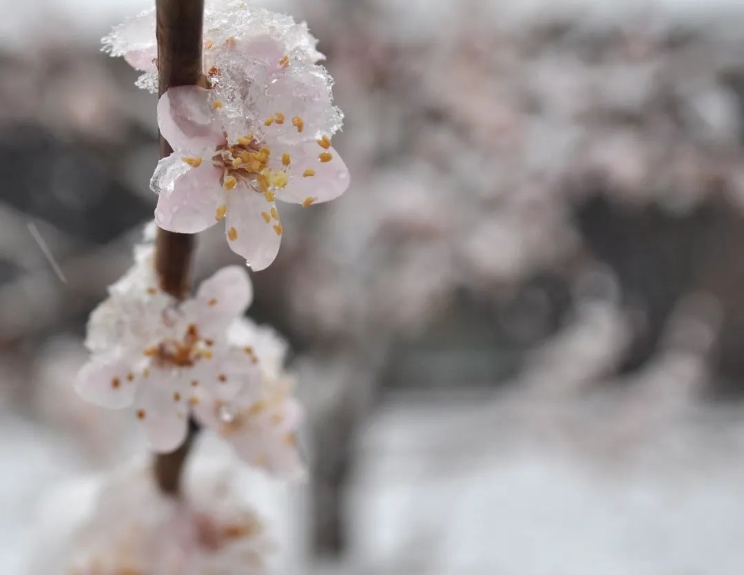 关于花字的飞花令有哪些（带花的飞花令50句）