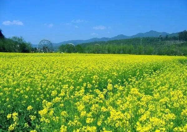 《七绝·油菜花》（关于油菜花的赞美现代七律诗）