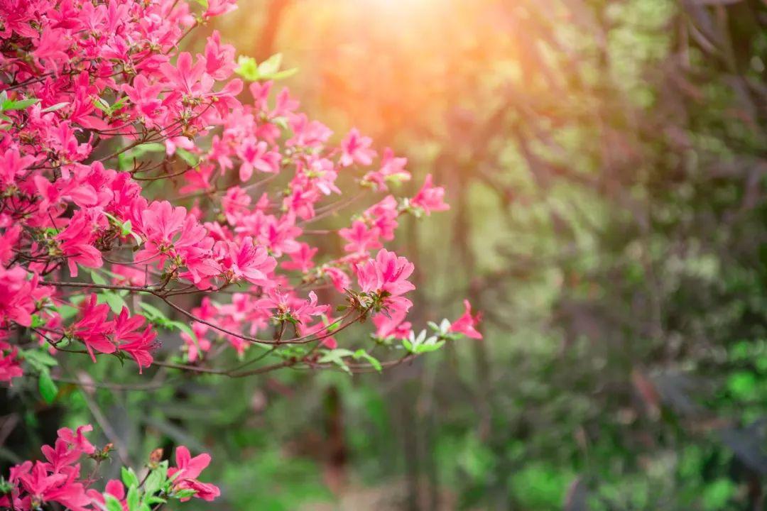 春花的诗词佳句（春花的诗句大全集）