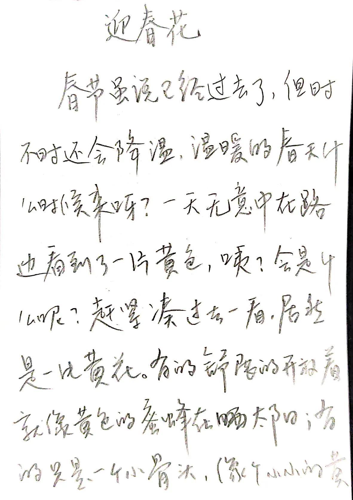 迎春花作文500字左右