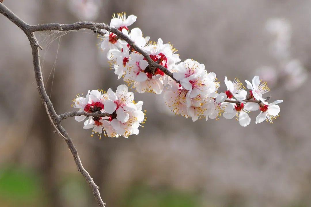 春花的诗词佳句（春花的诗句大全集）