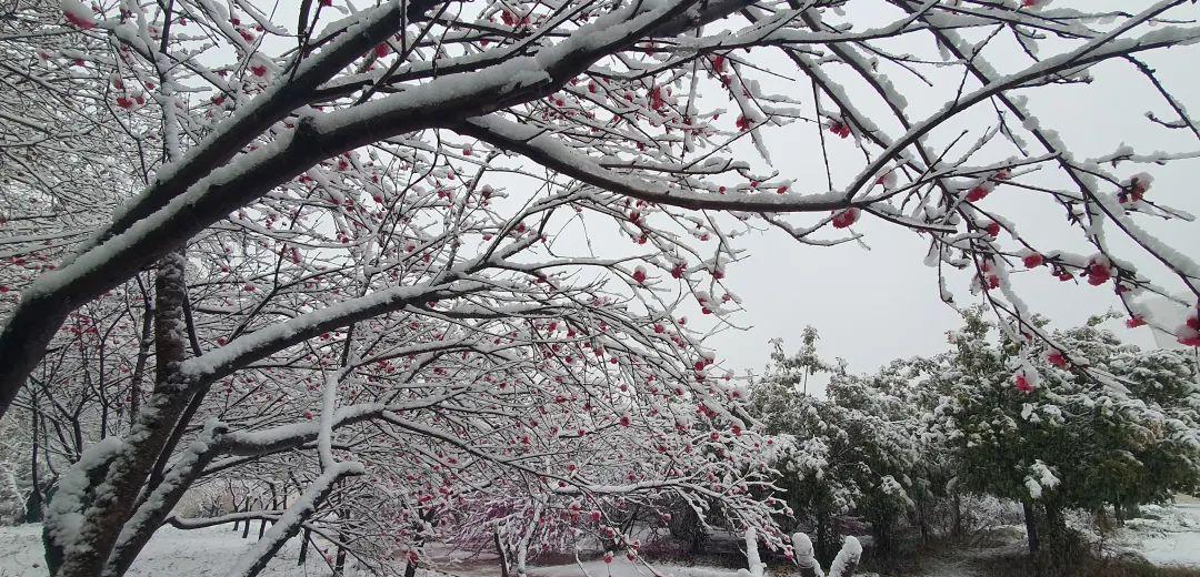 桃花飞雪的诗句（十首绝美诗词,共赏桃花与飞雪的诗）