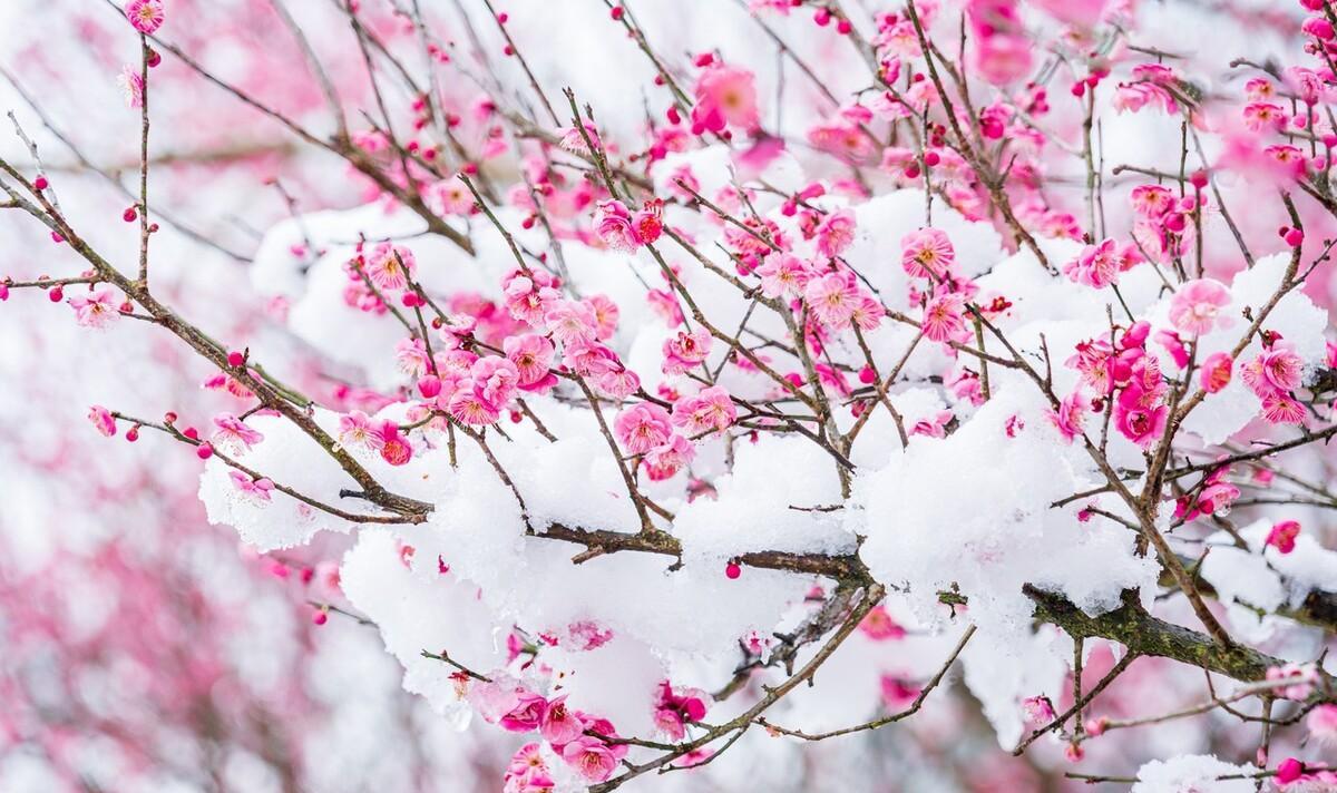 等一场雪散文（等一场大雪一不小心就白头了）