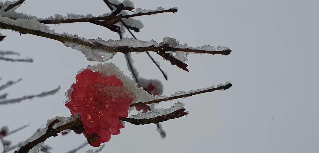 桃花飞雪的诗句（十首绝美诗词,共赏桃花与飞雪的诗）