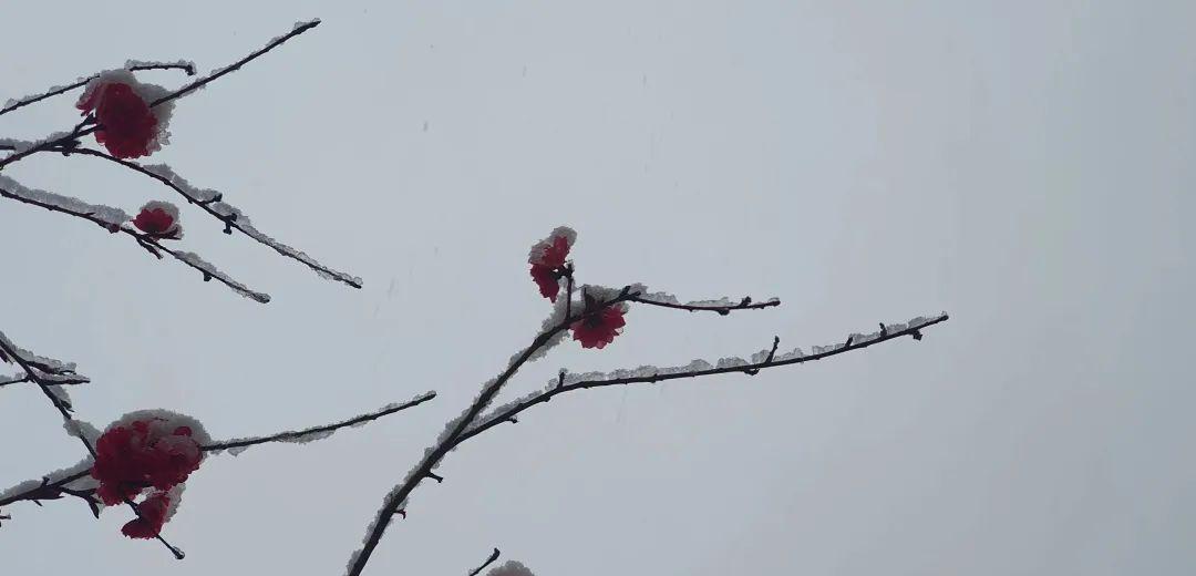 桃花飞雪的诗句（十首绝美诗词,共赏桃花与飞雪的诗）