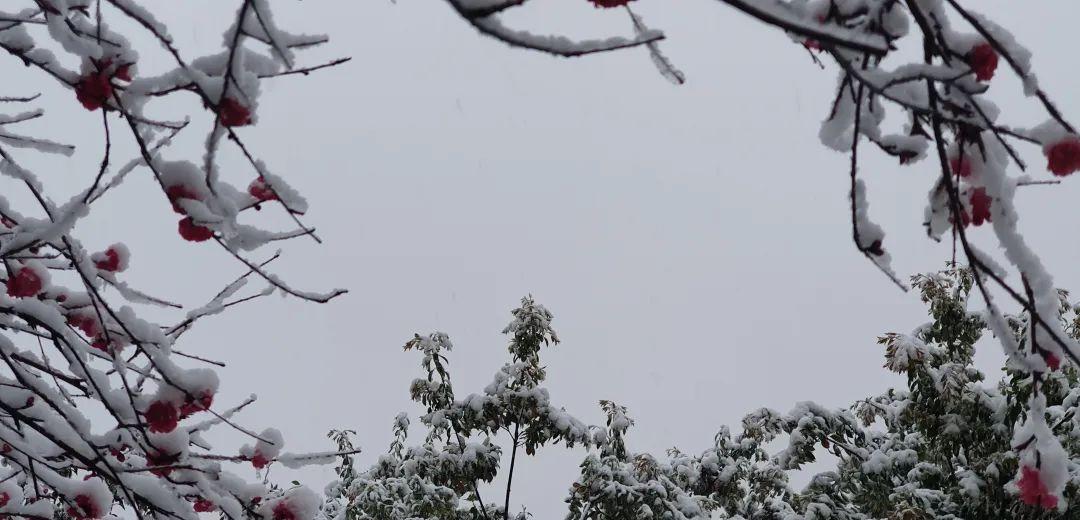 桃花飞雪的诗句（十首绝美诗词,共赏桃花与飞雪的诗）