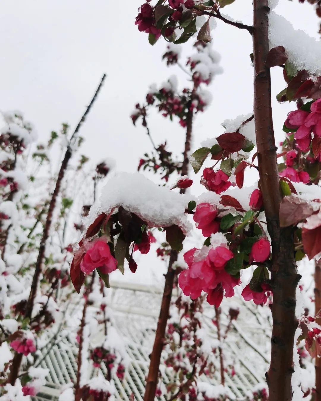 桃花飞雪的诗句（十首绝美诗词,共赏桃花与飞雪的诗）