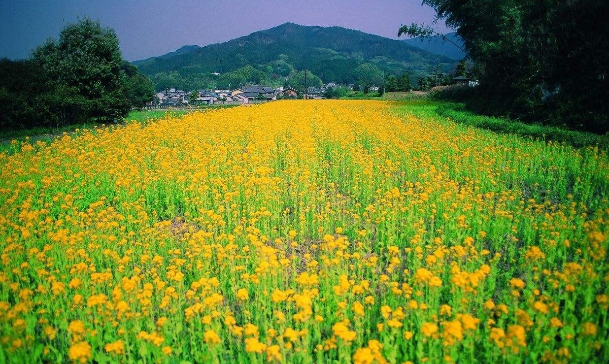 油菜花诗词都有哪些（油菜花诗句最出名诗句）