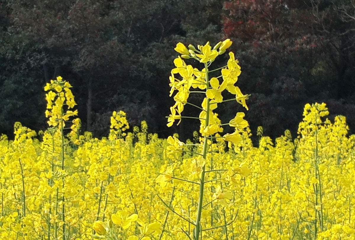 油菜花诗词都有哪些（油菜花诗句最出名诗句）