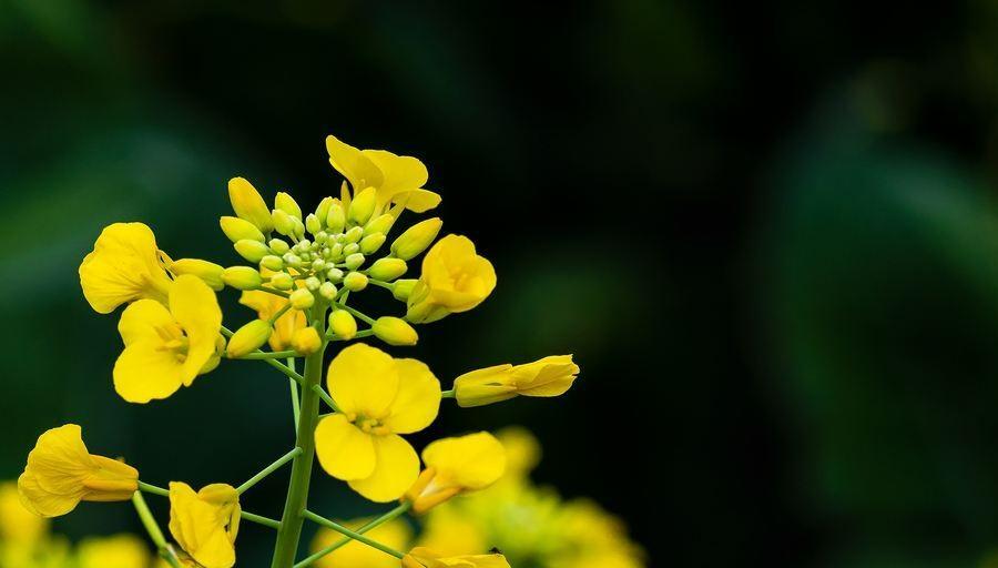 油菜花诗词都有哪些（油菜花诗句最出名诗句）