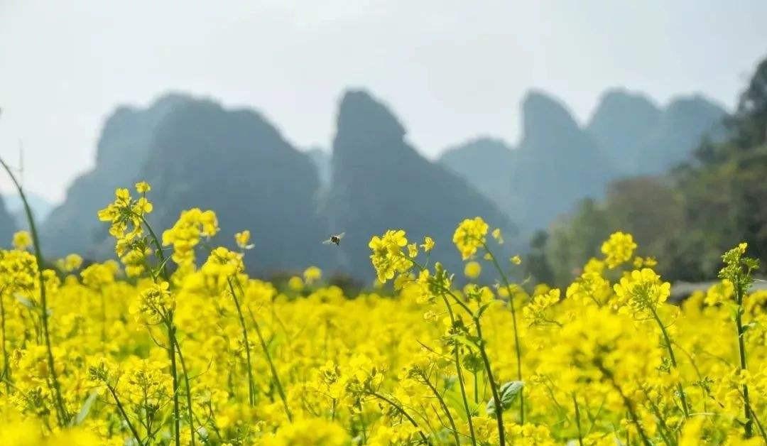 油菜花诗词都有哪些（油菜花诗句最出名诗句）