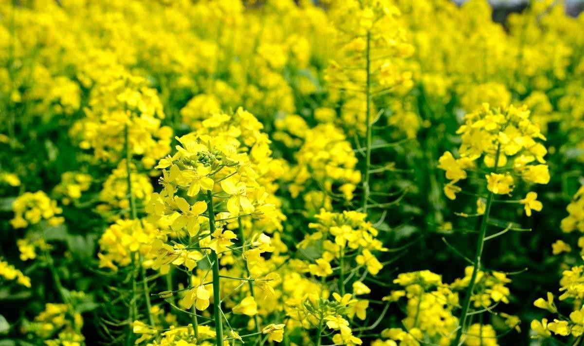 油菜花诗词都有哪些（油菜花诗句最出名诗句）