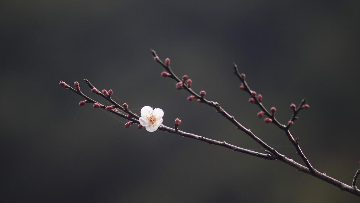 小雪节气经典的诗有哪些（小雪节气最美古诗六首!）