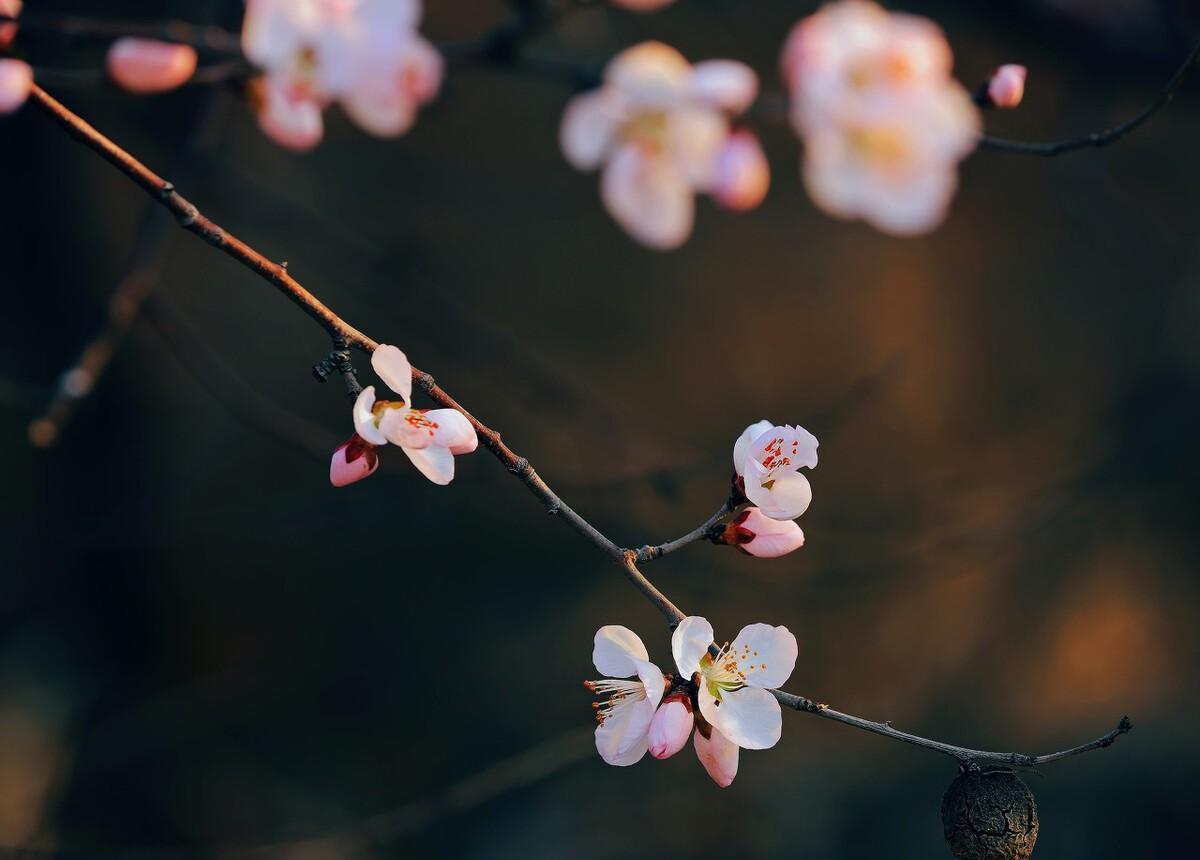 小雪节气经典的诗有哪些（小雪节气最美古诗六首!）