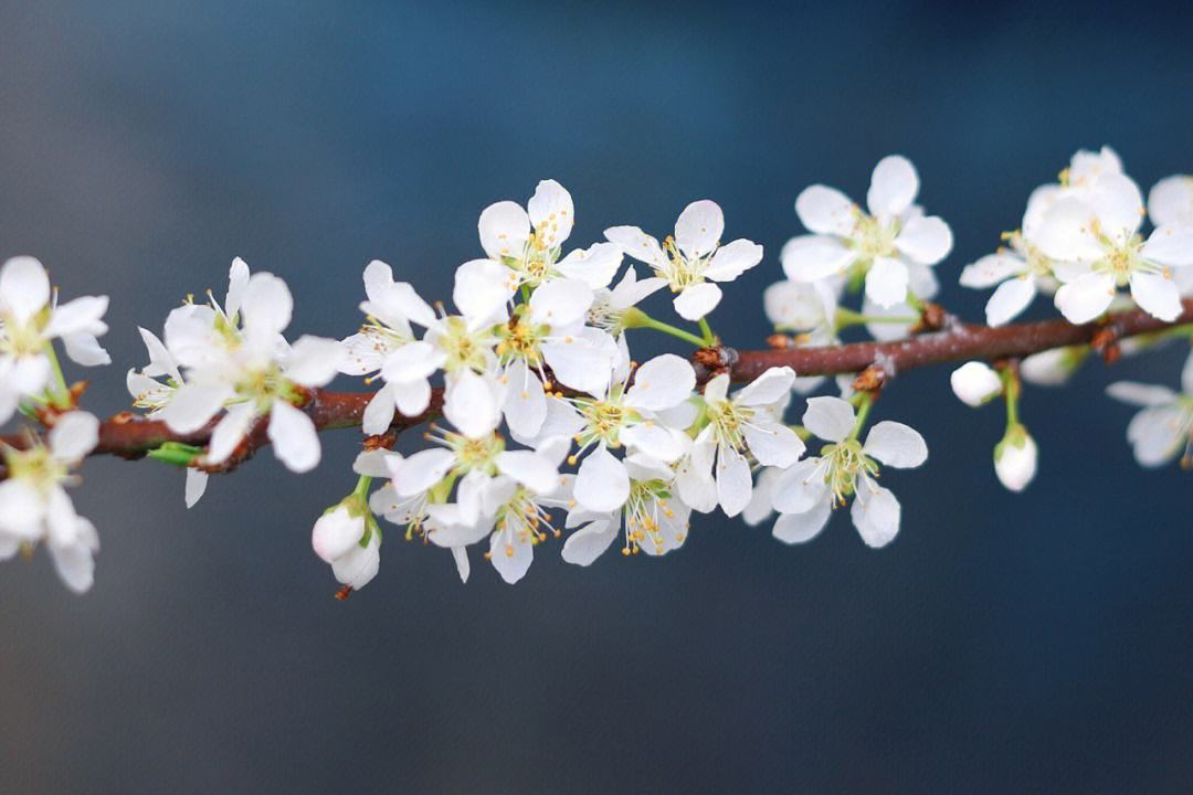 三月春花诗句