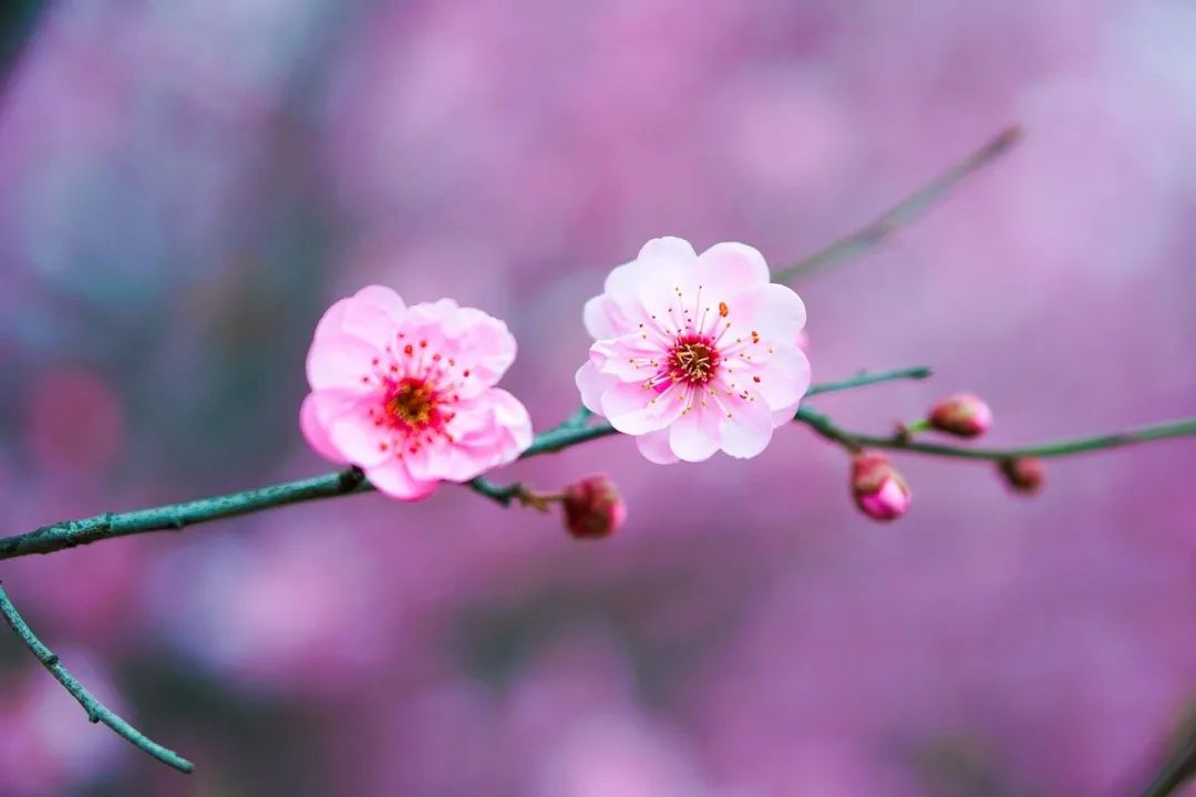 花的飞花令诗句全集