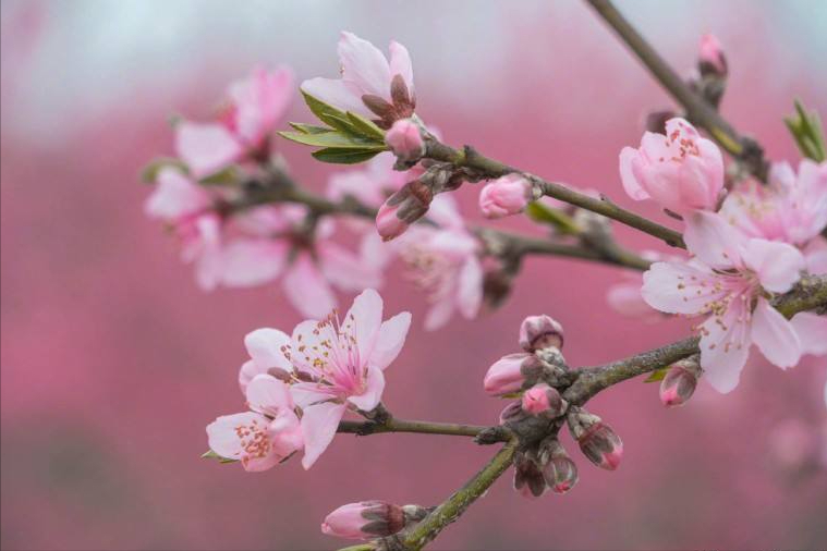 三月春花诗句