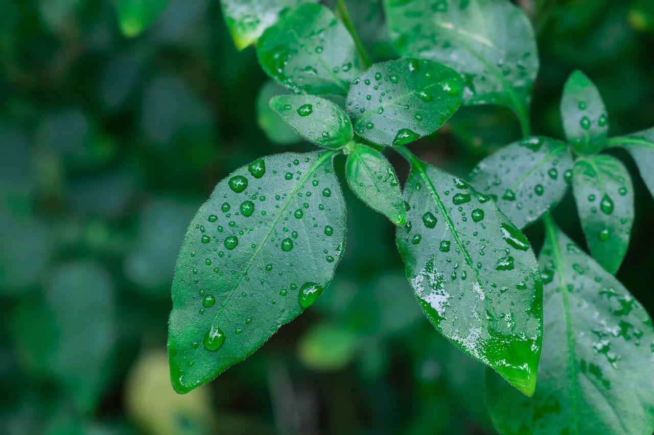 春雨诗词50首