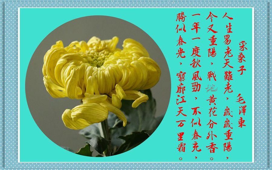 关于菊花的托物言志作文600字