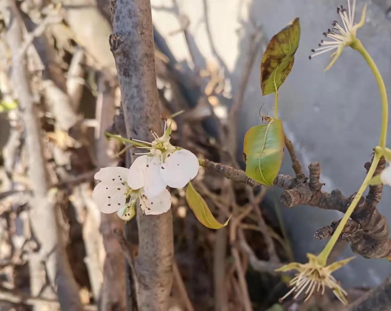 高考满分作文《梨花语》，好感人，开头：那一年，我豆蔻，你耄耋