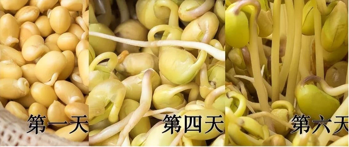 黄豆发芽观察日记的范文