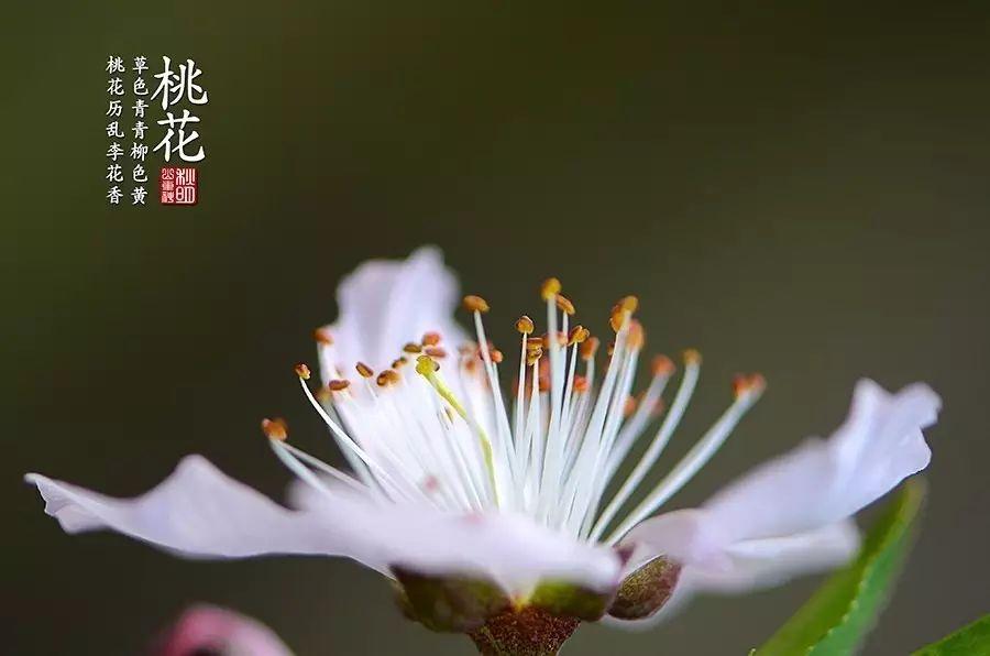 菊花诗词名句精选