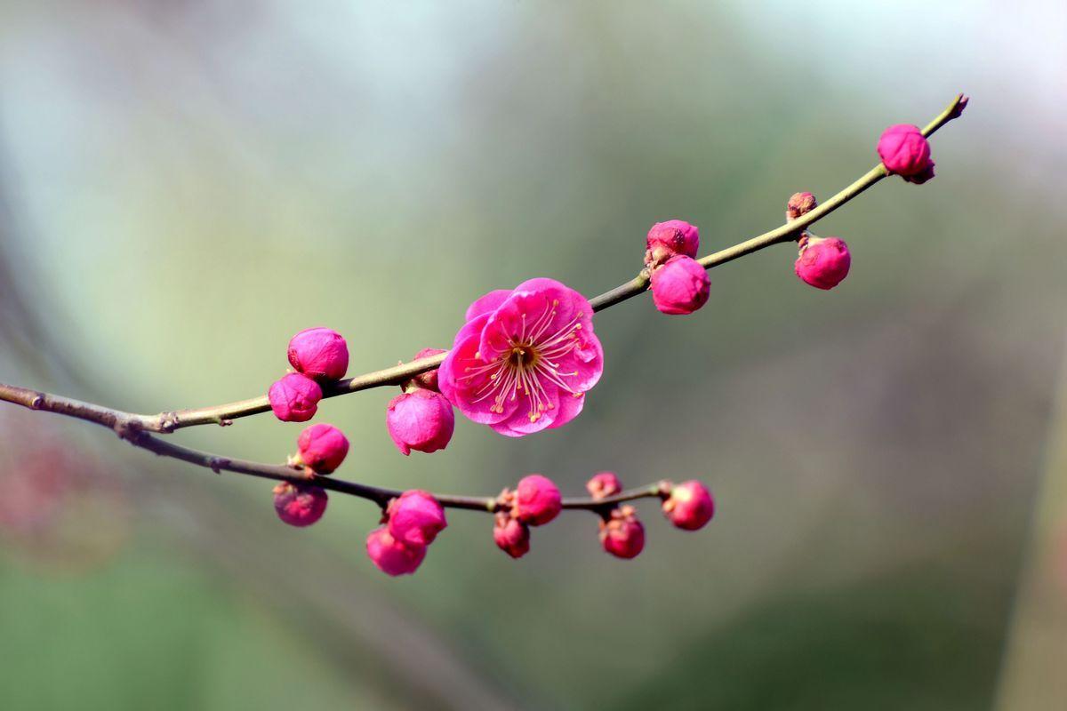 三月春花诗句