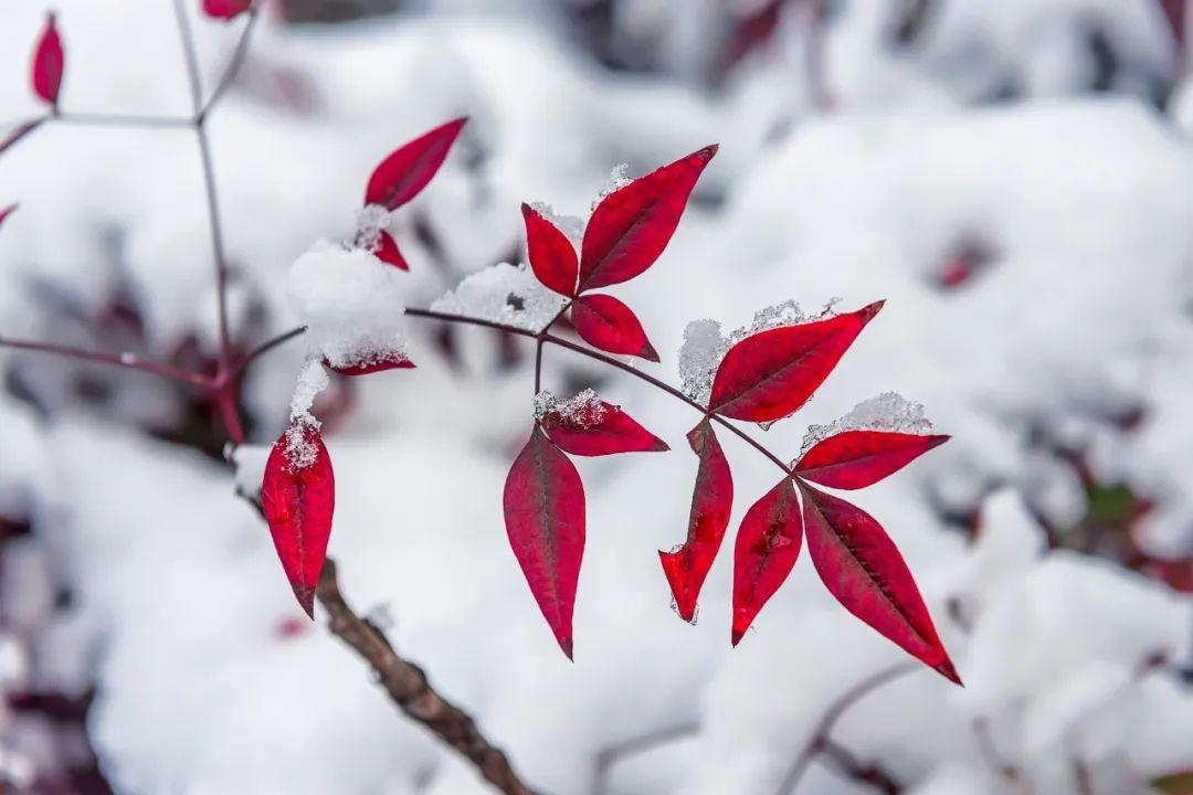 唯美冬雪的诗句有哪些