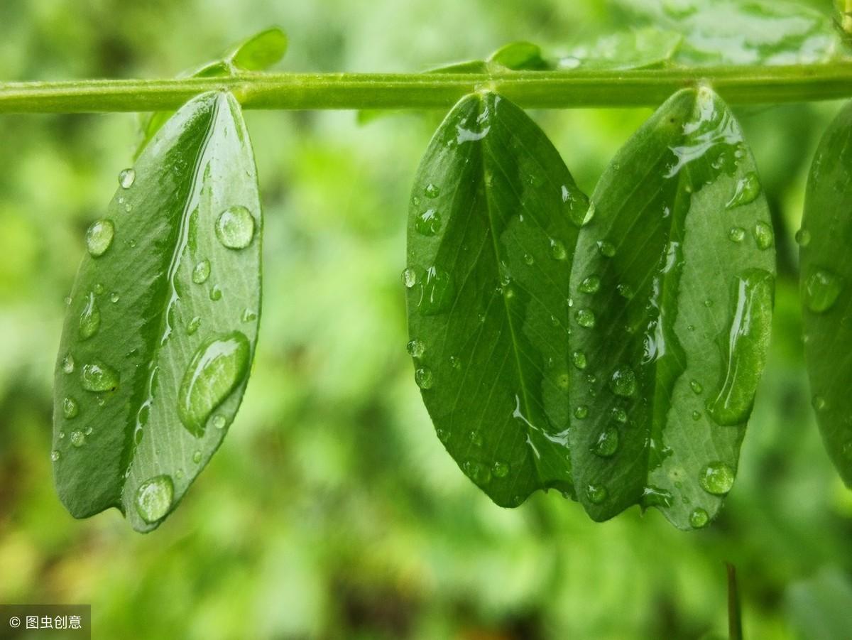 含有雨的诗句100首飞花令