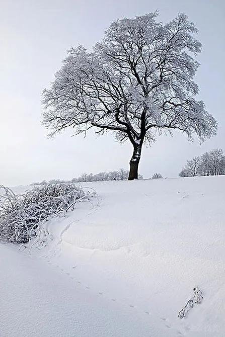 现代诗歌《雪》