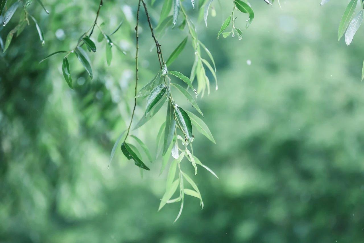 春雨诗词50首