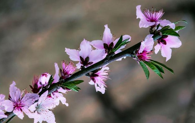 春暖花开的唯美句子短句摘抄