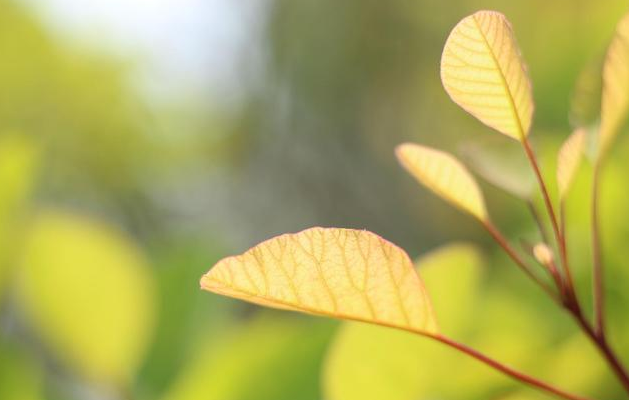 春暖花开的唯美句子短句摘抄